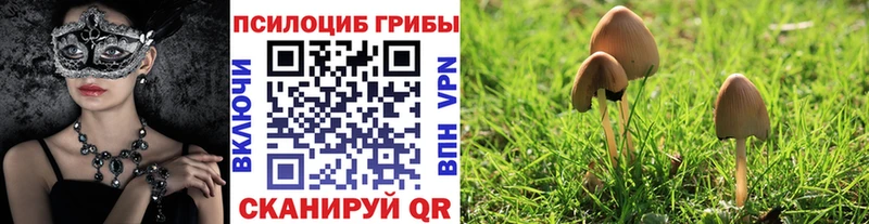 omg зеркало  Коряжма  Псилоцибиновые грибы Cubensis 
